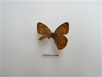 藏品(白漪波眼蝶)的圖片